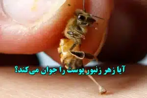 دانشمندان "بوتاکس طبیعی" در زهر زنبور پیدا کرده‌اند که صورت را در کمتر از یک ماه جوان می‌کند
